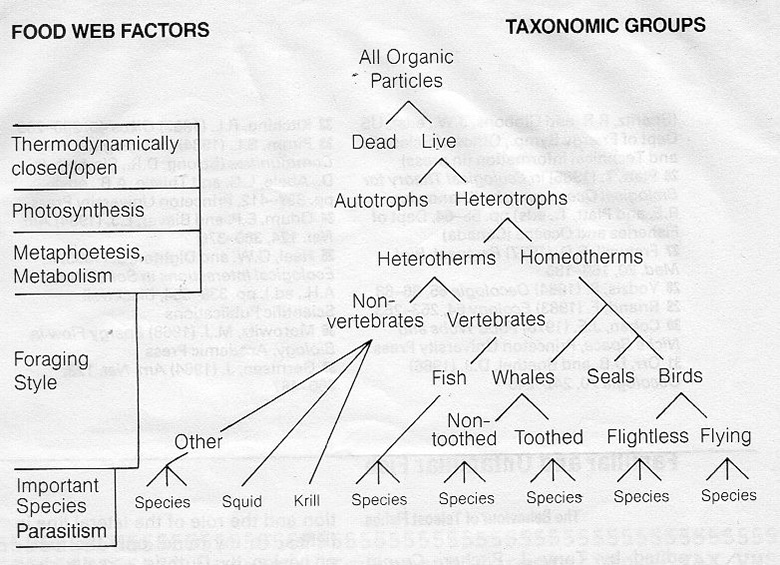 This relational diagram breaks down the taxa in the Antartic food web into different levels of detail with species specific parasites at the most fine level and all organisms in a single abundance distribution at the highest level.  Each node on the graph is a taxonomic abundance distribution that have distinct food web properties.