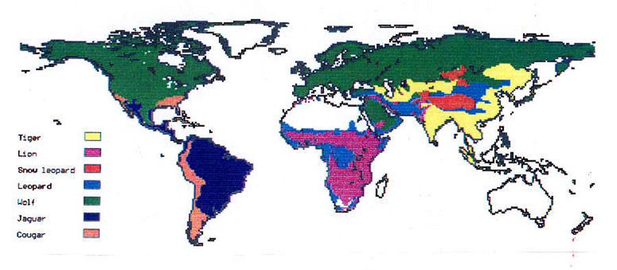 Primitive global distributions of the largest terrestrial top predators